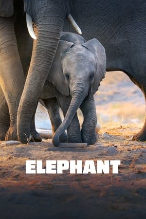 სპილო (ქართულად) (2020) / Spilo (Qartulad) / Elephant